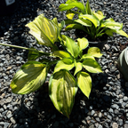 玉簪 Stained Glass  Plantam Lily