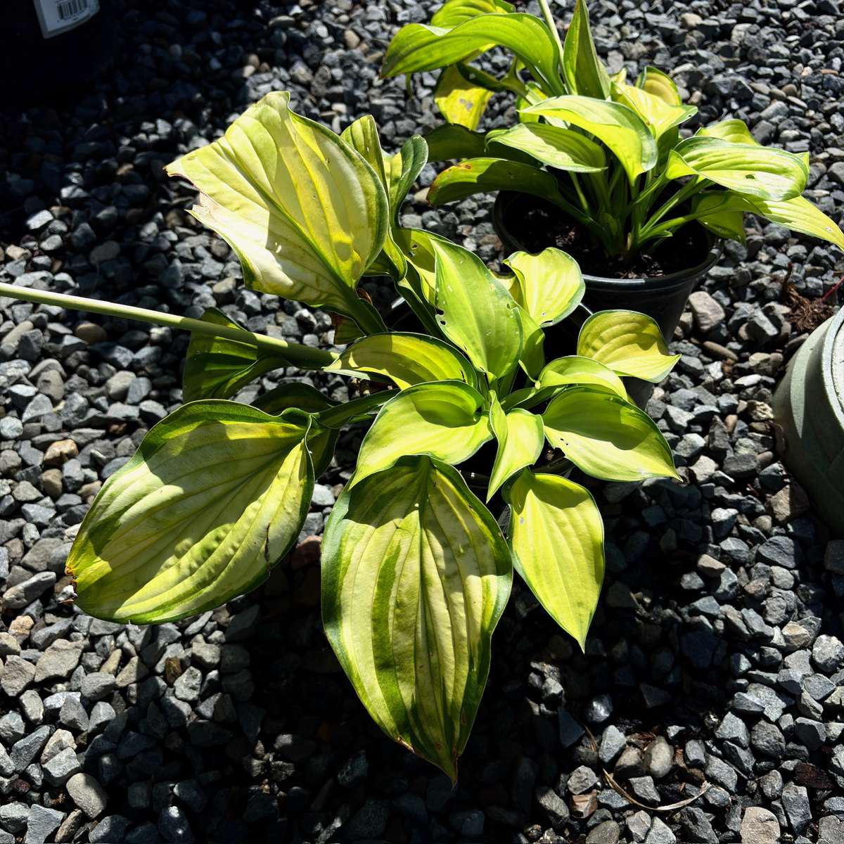 玉簪 Stained Glass  Plantam Lily
