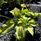 玉簪 Stained Glass  Plantam Lily