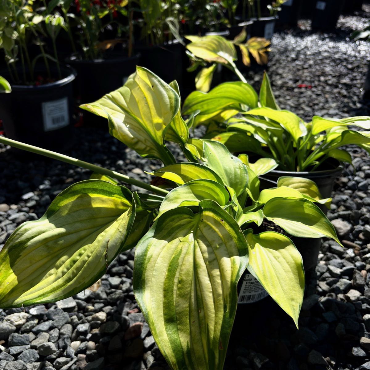 玉簪 Stained Glass  Plantam Lily