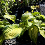 玉簪 Stained Glass  Plantam Lily