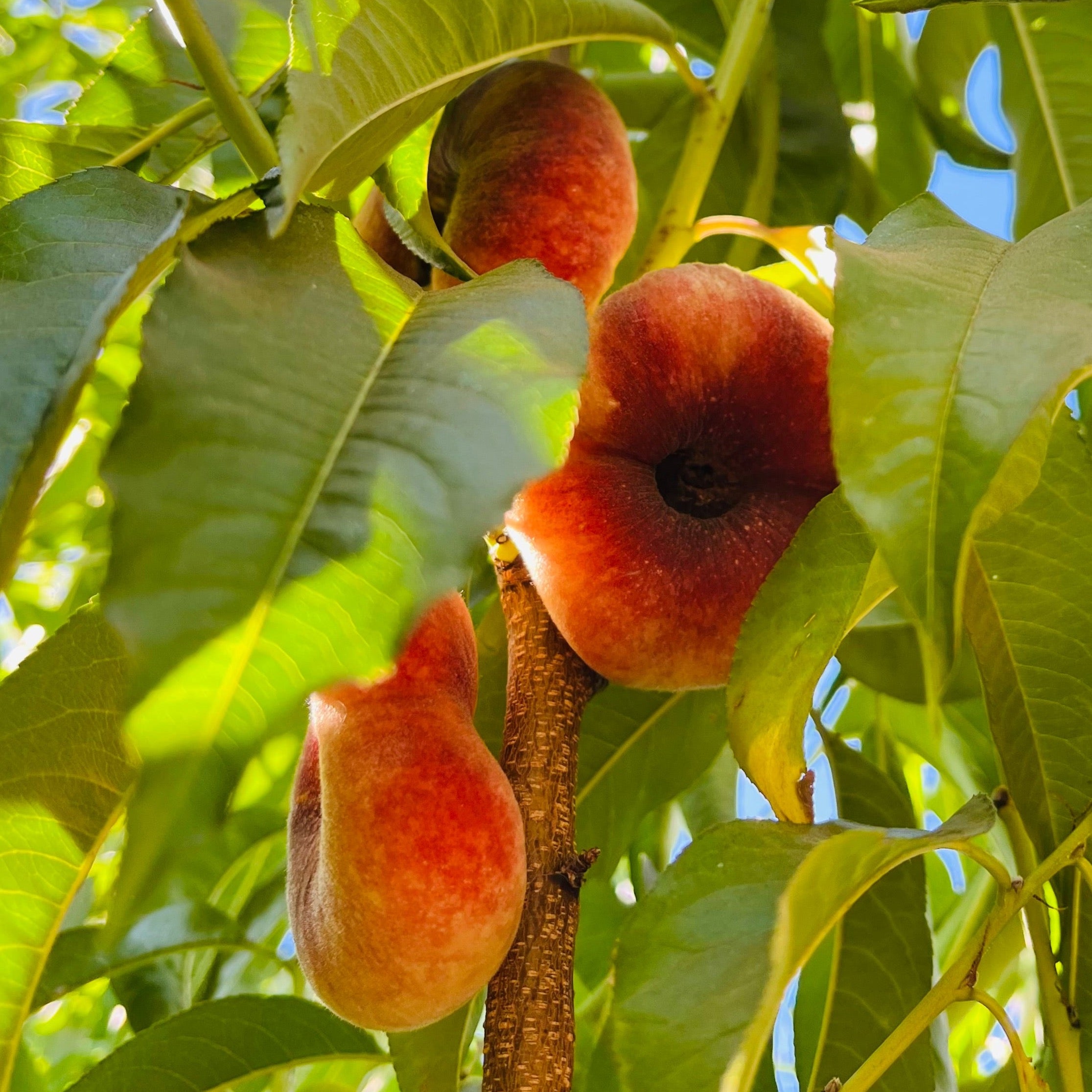 白桃-蟠桃 Stark Saturn Dounut Peach