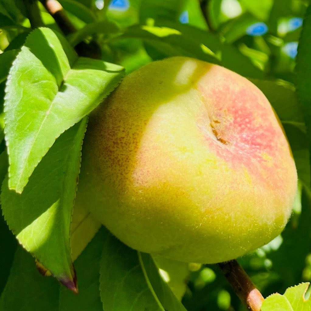 白桃-蟠桃 Stark Saturn Dounut Peach