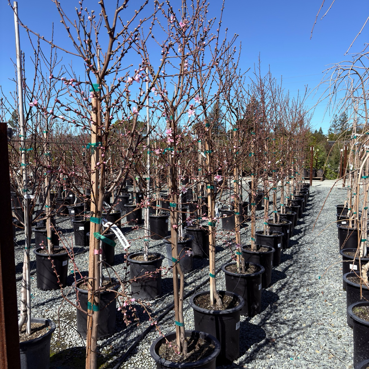 红蟠桃4kg Peach (Shipping from October to April) - Exotic Tree Seller