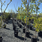 斯特拉甜樱桃Stella Sweet Cherry