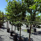 斯特拉甜樱桃Stella Sweet Cherry