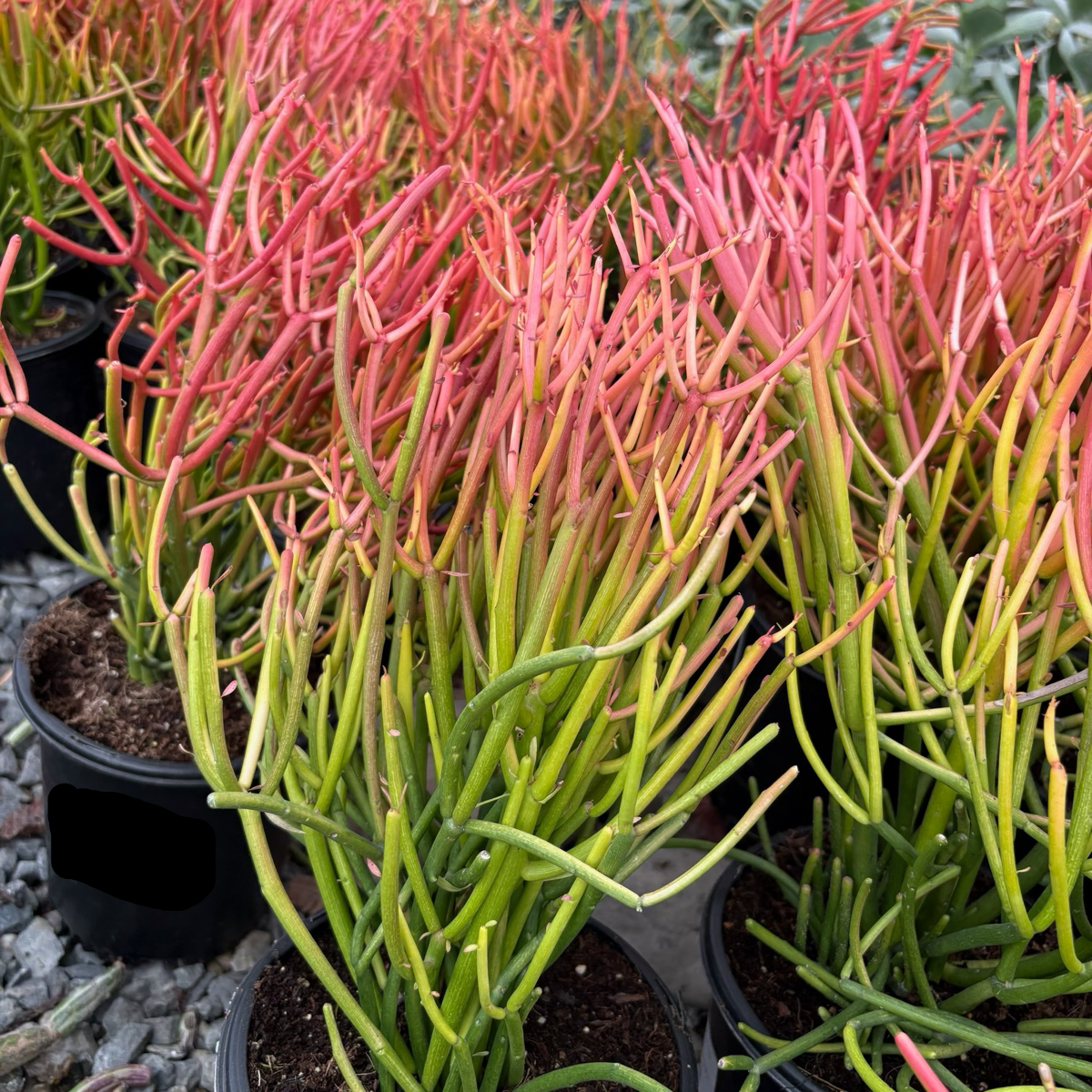 青珊瑚 Sticks on Fire Milkbush