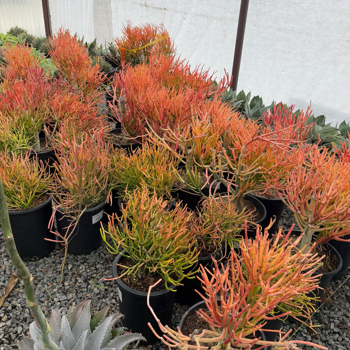 青珊瑚 Sticks on Fire Milkbush