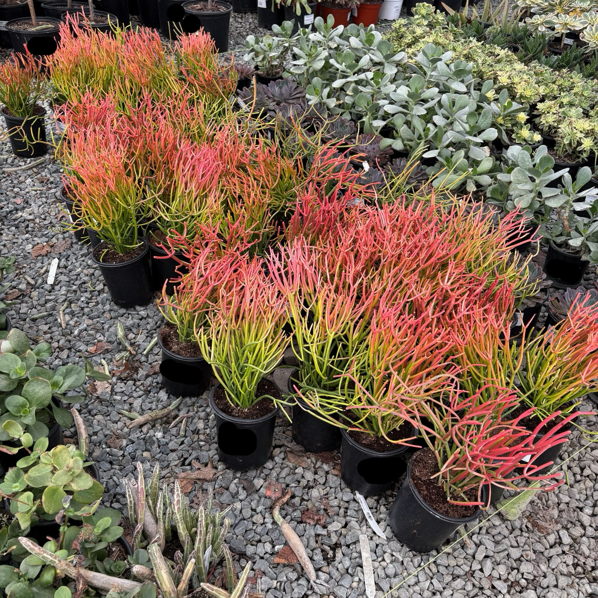 青珊瑚 Sticks on Fire Milkbush