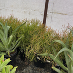 青珊瑚 Sticks on Fire Milkbush