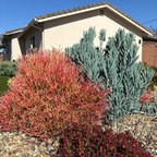 青珊瑚 Sticks on Fire Milkbush