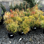 青珊瑚 Sticks on Fire Milkbush