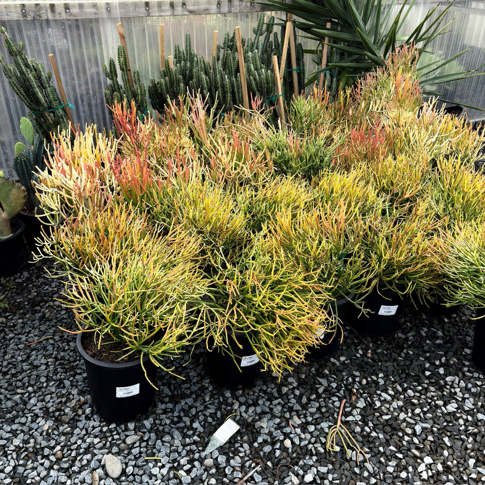 青珊瑚 Sticks on Fire Milkbush