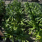 百子莲 Storm Cloud Lily of the Niie