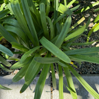 百子莲 Storm Cloud Lily of the Niie