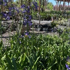 百子莲 Storm Cloud Lily of the Niie