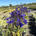 百子莲 Storm Cloud Lily of the Niie