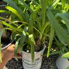 百子莲 Storm Cloud Lily of the Niie