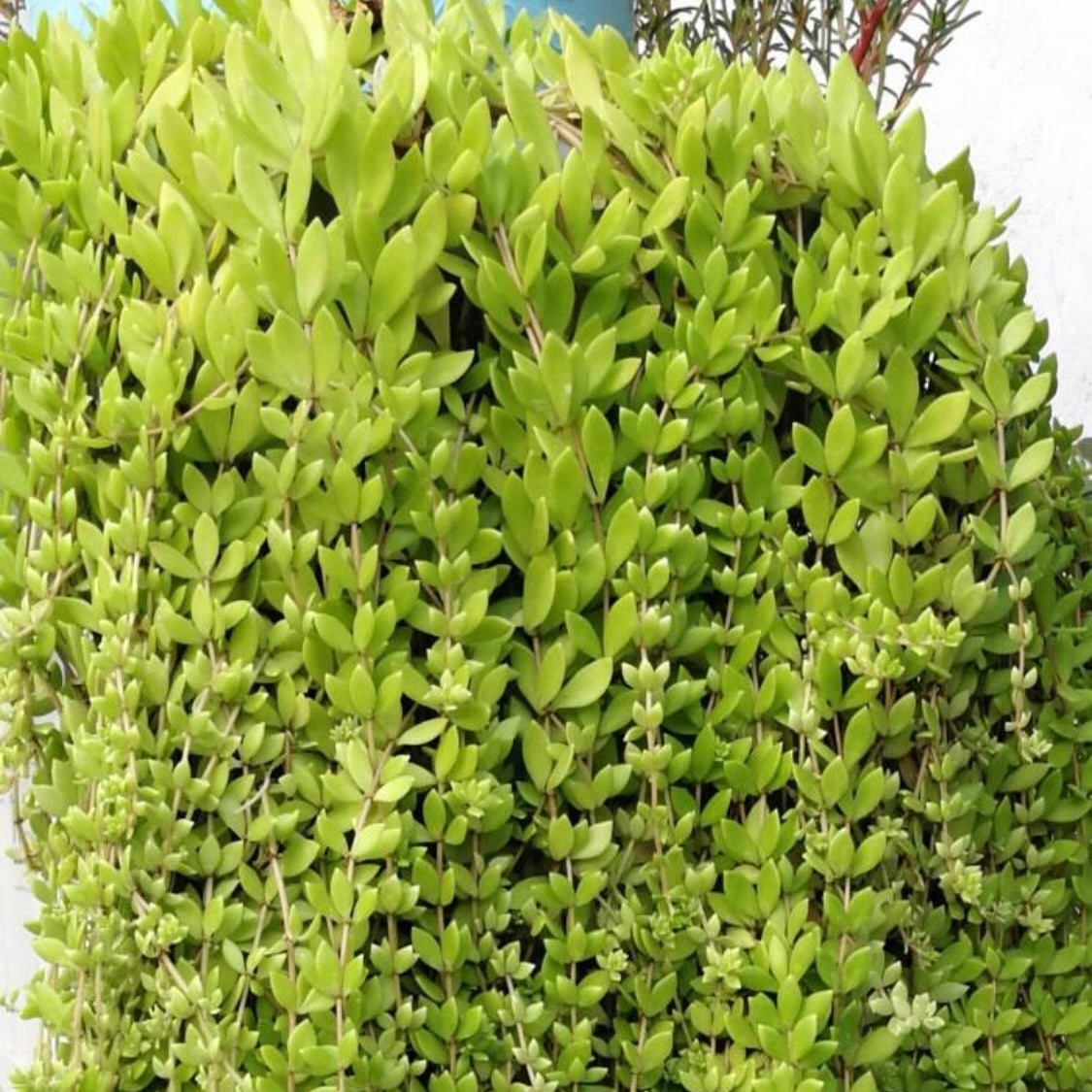 垂盆草 Stringy Stonecrop