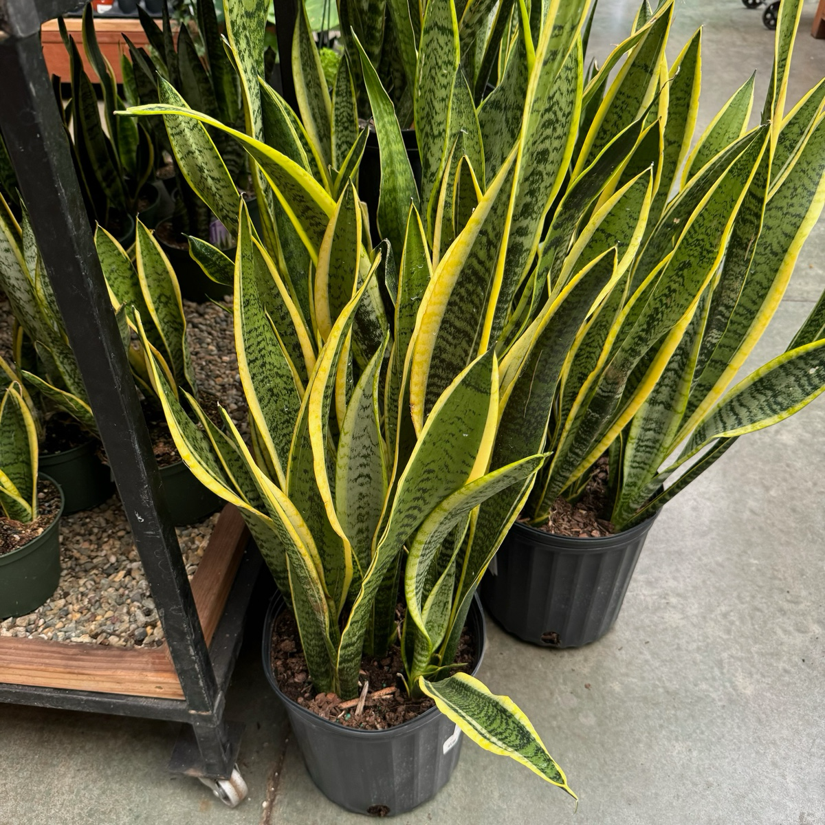 金边虎皮兰  Striped Snake Plant