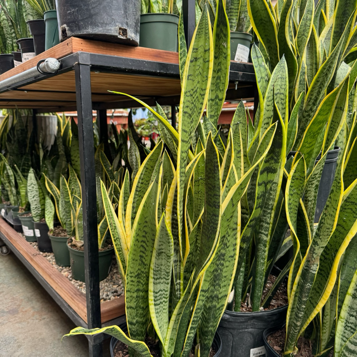 金边虎皮兰  Striped Snake Plant