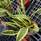 金边虎皮兰  Striped Snake Plant
