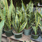 金边虎皮兰  Striped Snake Plant