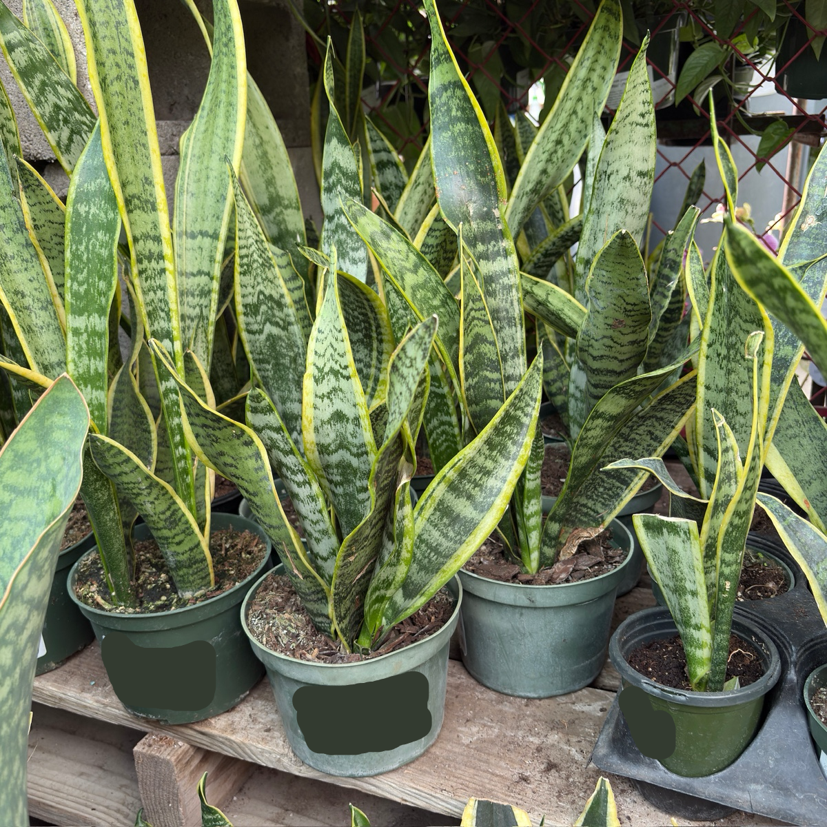 金边虎皮兰  Striped Snake Plant