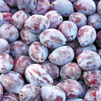 Mproved French Prune