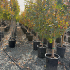 槭树-糖枫 Sugar Maple