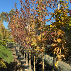 槭树-糖枫 Sugar Maple