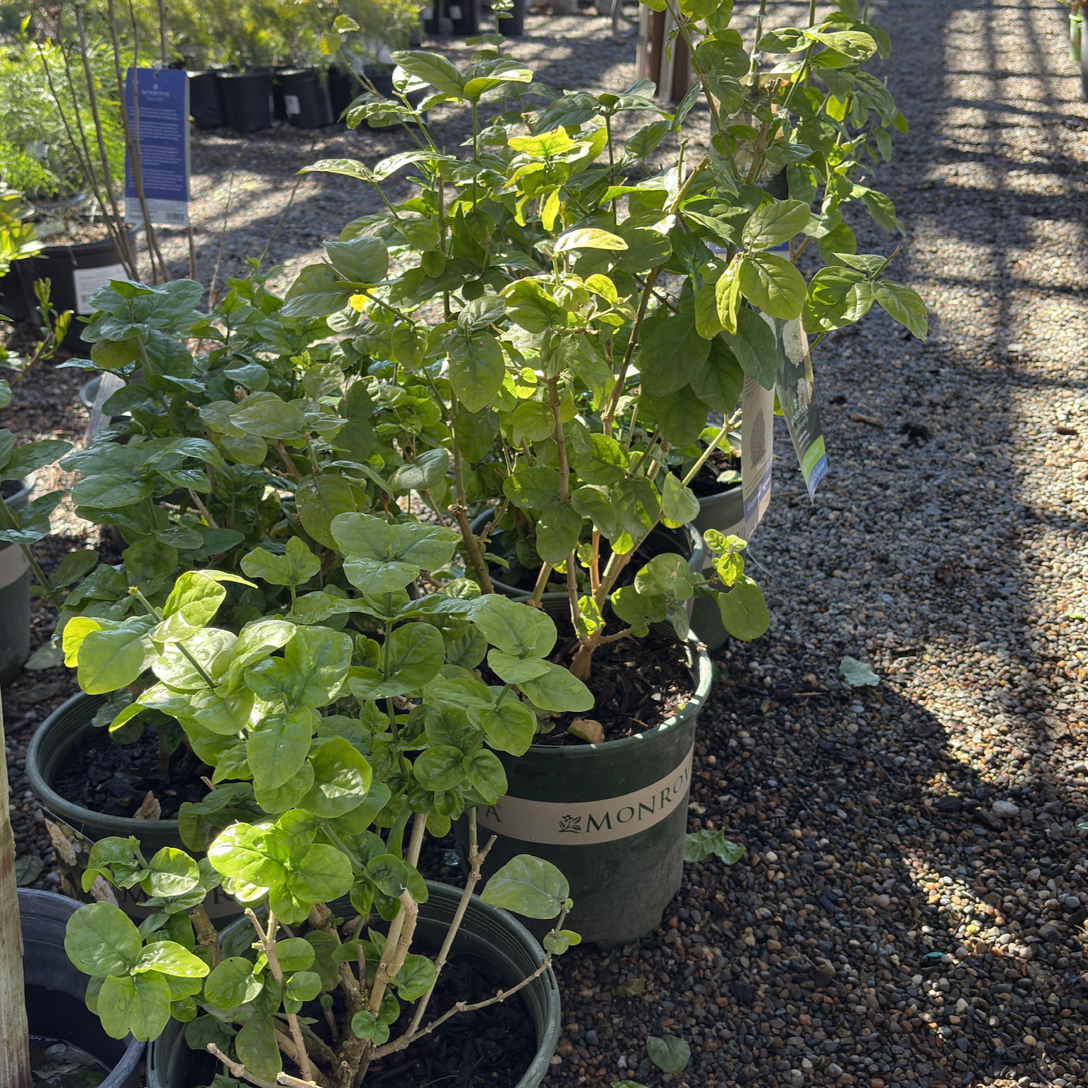 茉莉 Summer Soul Arabian Jasmine