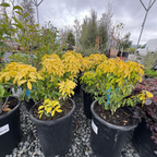 墨西哥橘花-太阳舞 Sundance Mexican Orange Blossom