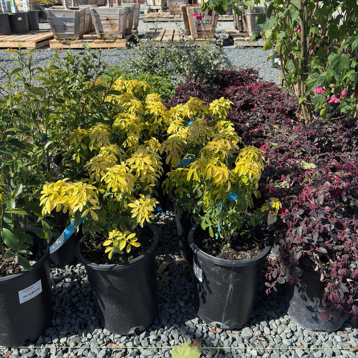 墨西哥橘花-太阳舞 Sundance Mexican Orange Blossom