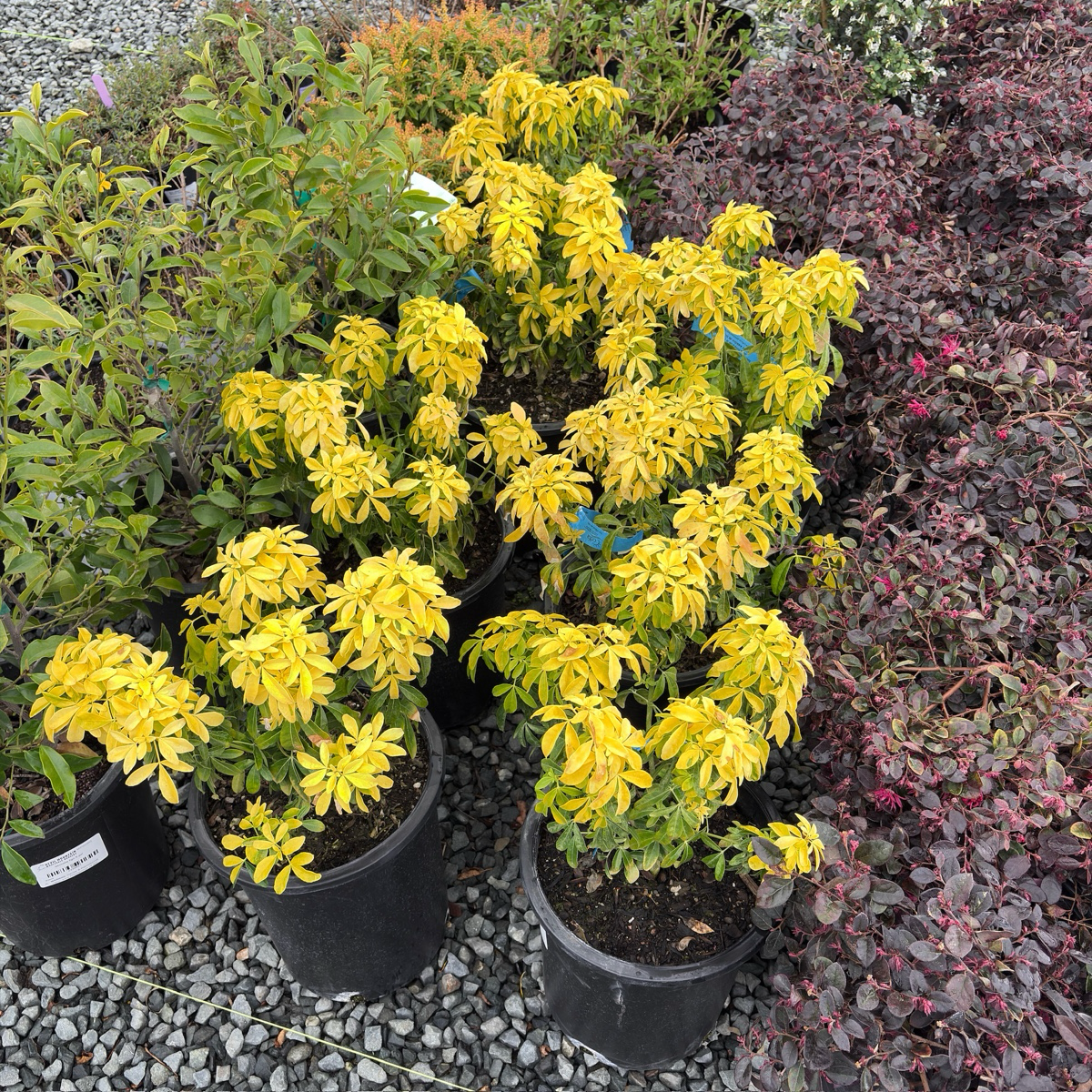 墨西哥橘花-太阳舞 Sundance Mexican Orange Blossom