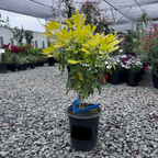 墨西哥橘花-太阳舞 Sundance Mexican Orange Blossom