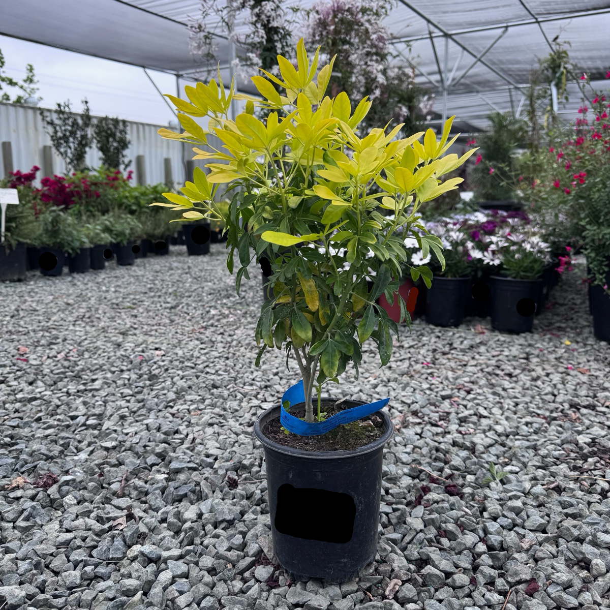 墨西哥橘花-太阳舞 Sundance Mexican Orange Blossom