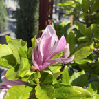 苏珊玉兰 Susan Magnolia 