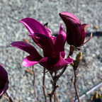 苏珊玉兰 Susan Magnolia