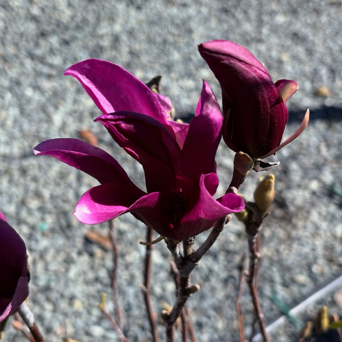 苏珊玉兰 Susan Magnolia