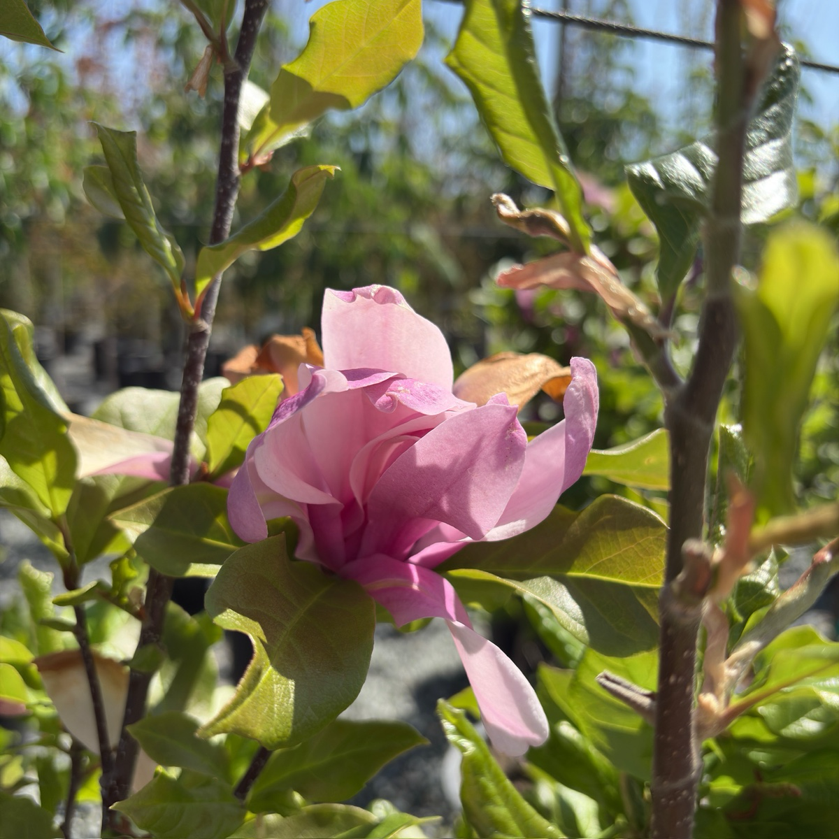 苏珊玉兰 Susan Magnolia