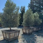 橄榄 Swan Hill Olives®