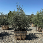 橄榄 Swan Hill Olives®