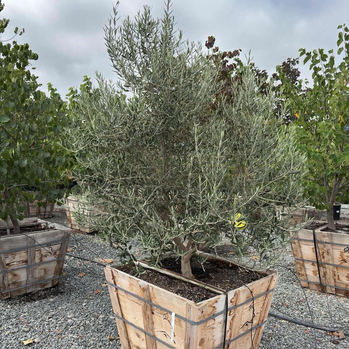 橄榄 Swan Hill Olives®