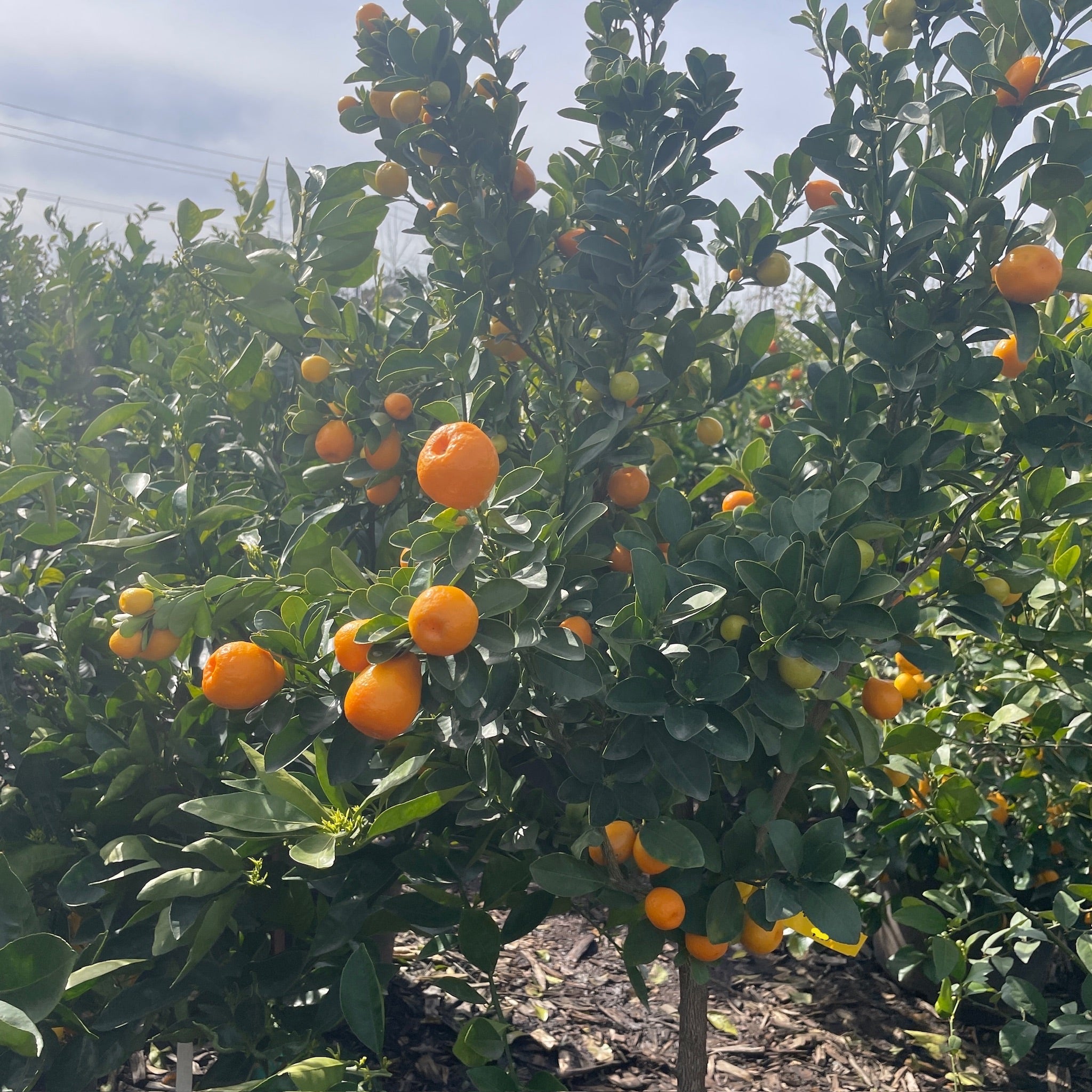 甜果金柑 Sweet Kumquat