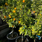甜果金柑 Sweet Kumquat