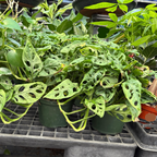 龟背竹 Swiss Cheese Plant