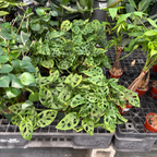 龟背竹 Swiss Cheese Plant