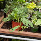 龟背竹 Swiss Cheese Plant