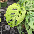 龟背竹 Swiss Cheese Plant